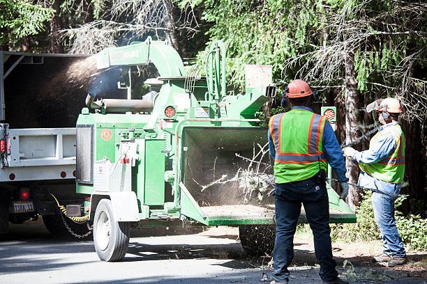 Trusted Englishtown, NJ Tree Removal Services Experts